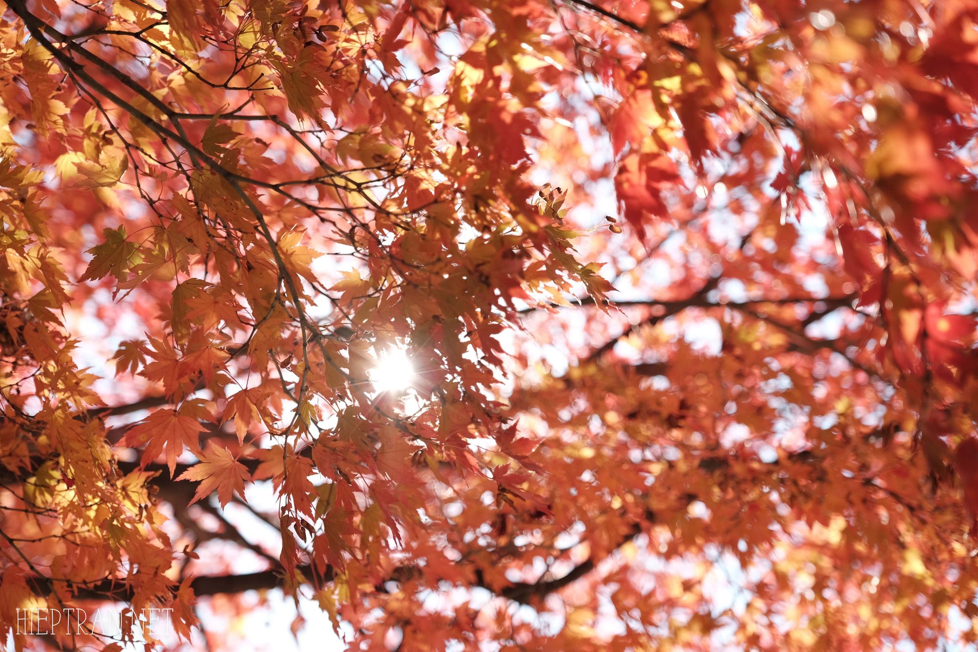 Mùa thu vàng Hàn Quốc ở công viên Naejangsan - Địa điểm ngắm mùa thu Hàn Quốc