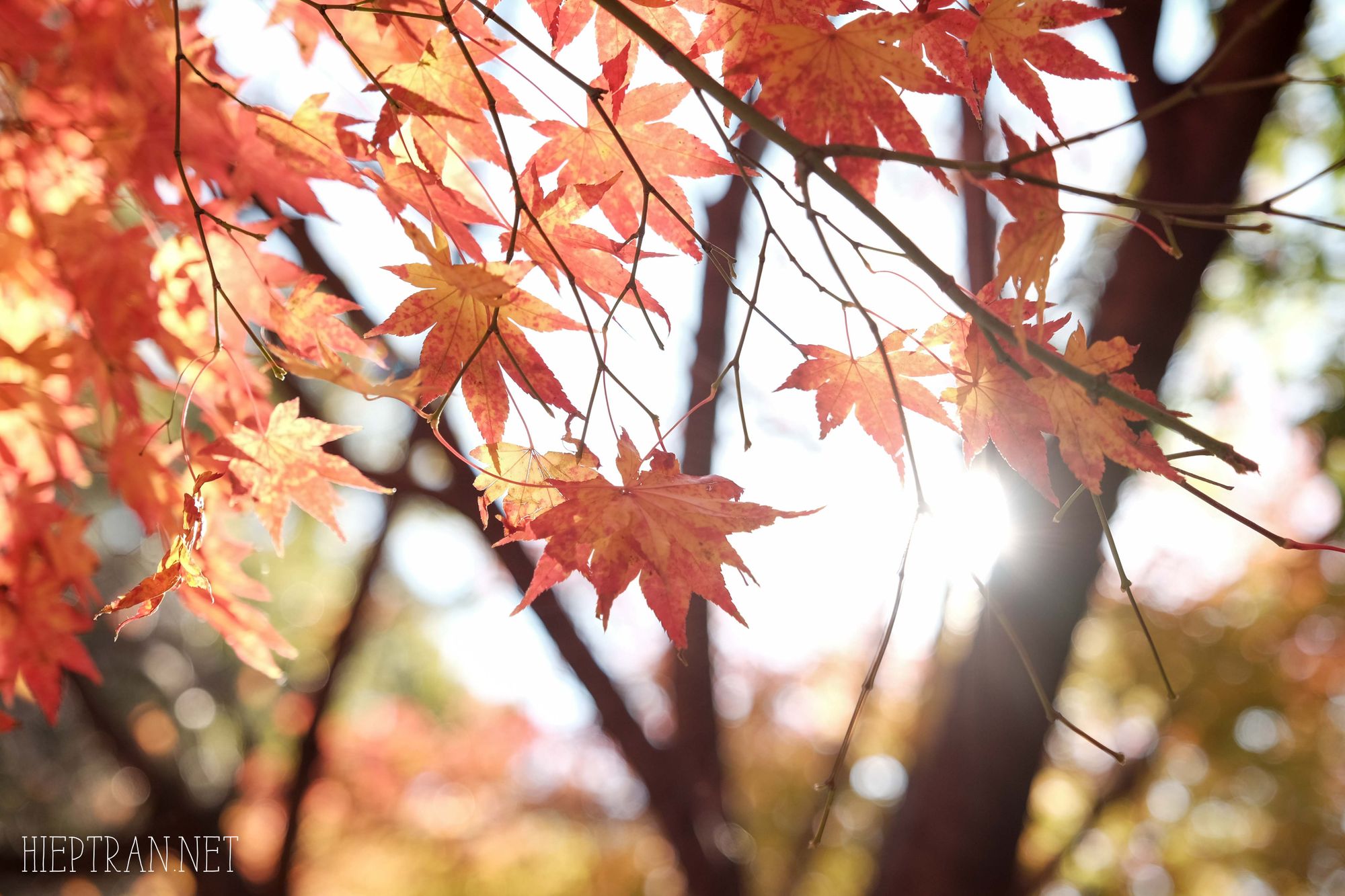 Mùa thu vàng Hàn Quốc ở công viên Naejangsan - Địa điểm ngắm mùa thu Hàn Quốc