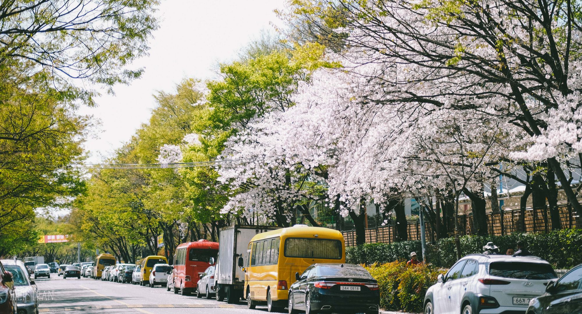 Đi Daegu ngắm hoa anh đào